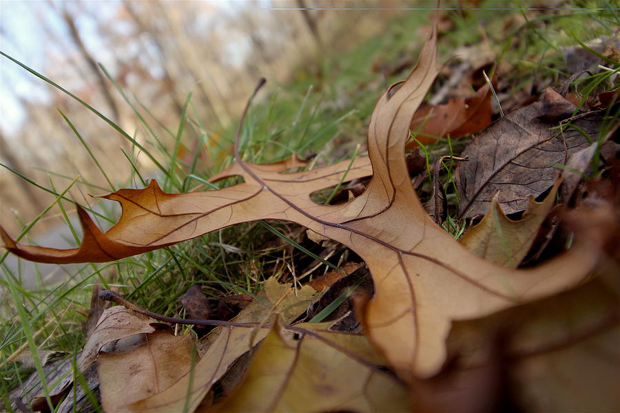 Fall Photograph - Red Oak Leaf by Nicholas Miller