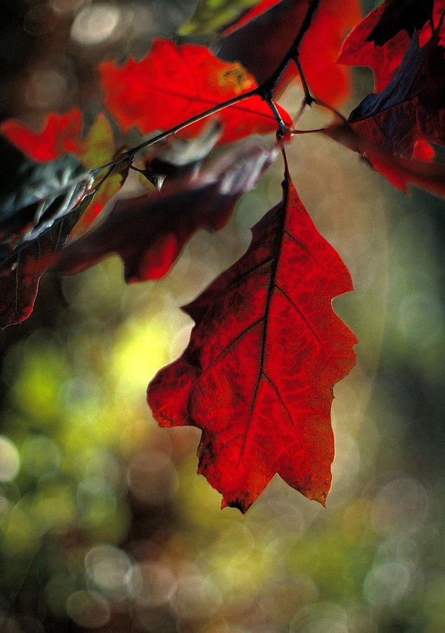 Red Oak Leaf Photograph by Thomas Firak