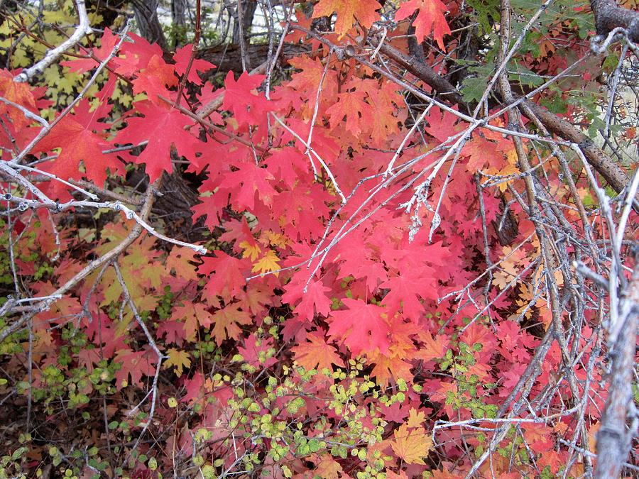 Fall Photograph - Red Oak Leaves by Deborah Moen
