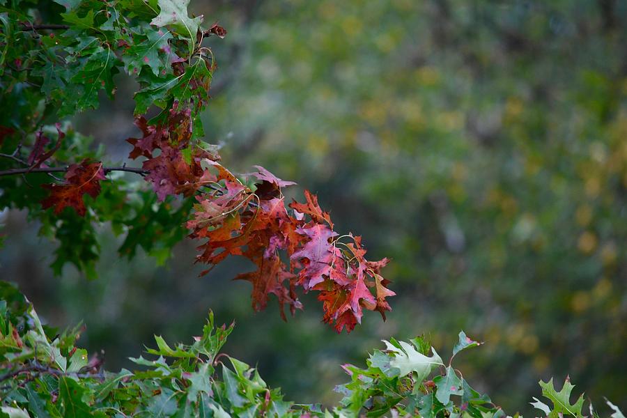 Red Oak Leaves Photograph by Hella Buchheim