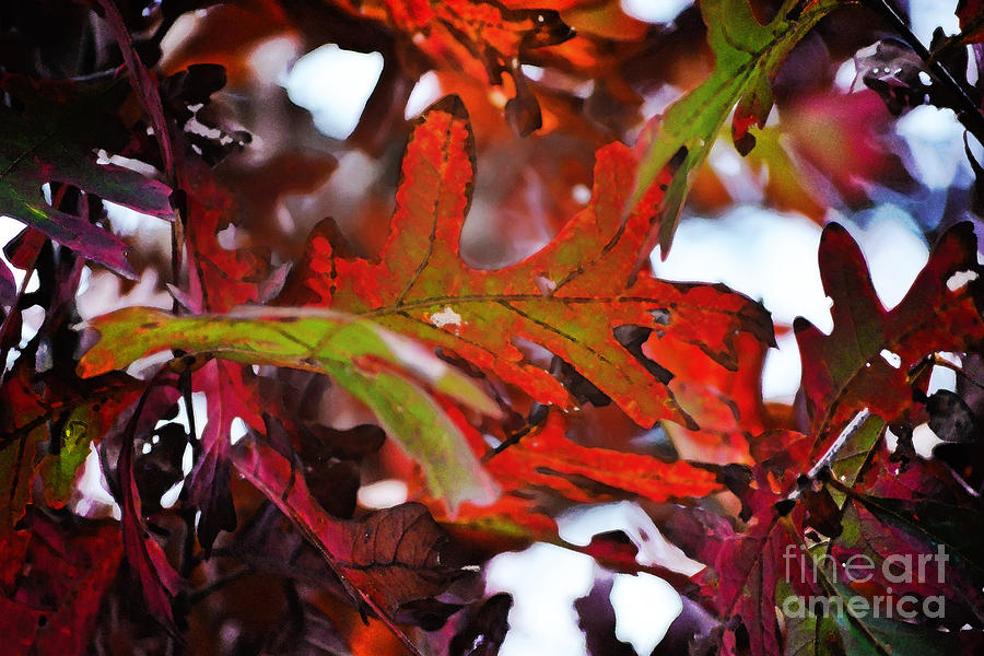 Fall Digital Art - Red Oak by Sharon Taylor
