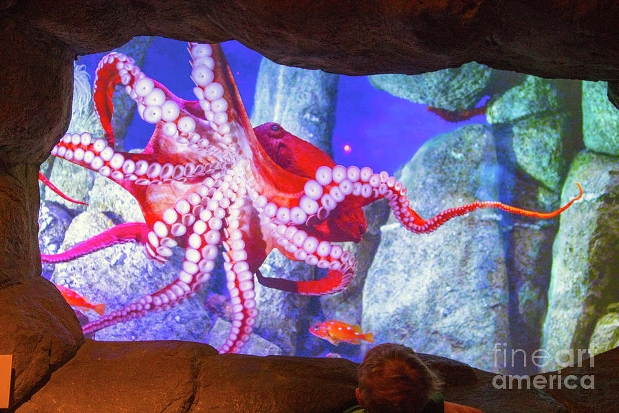 Red Octopus Aquarium Monterey  Photograph by Chuck Kuhn