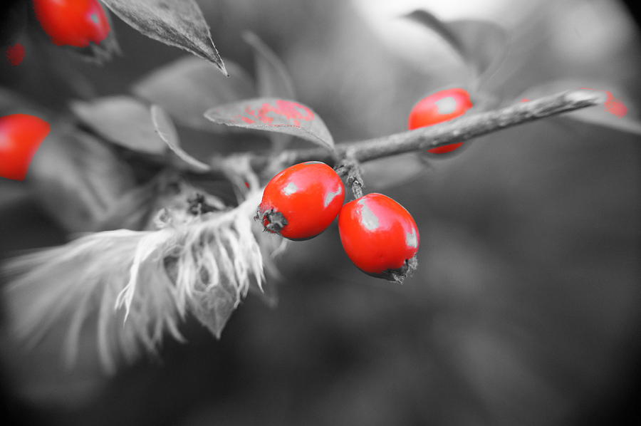 Red of berries. Photograph by Elena Perelman