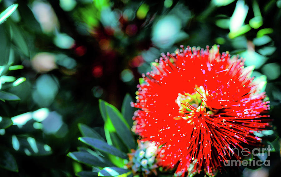 Flower Photograph - Red Ohia Plants and Flowers  by D Davila