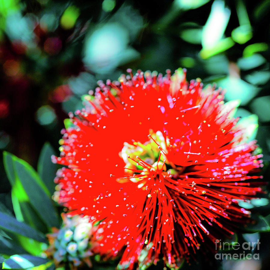 Flower Photograph - Red Ohia - Tropical Hawaii Plants and Flowers by D Davila