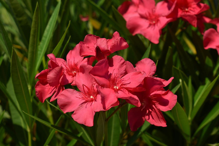Red Oleander 1 Photograph by Nina Kindred