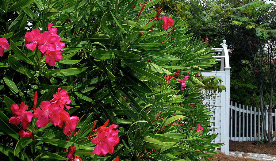 Red Oleander Arbor Photograph by Marie Hicks
