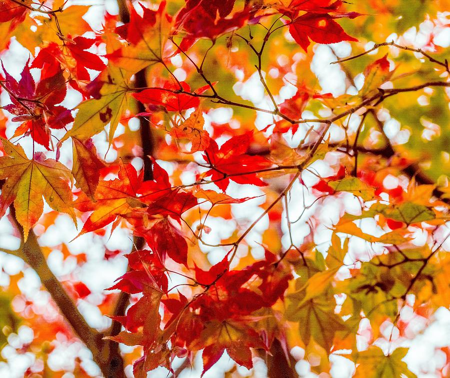 Fall Photograph - Red On A Tree by Hyuntae Kim