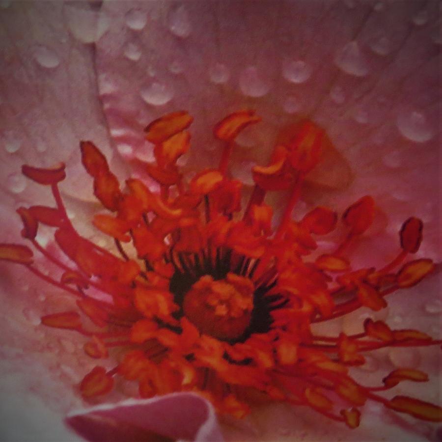 Nature Photograph - Red on Rain Drops by Jeanette Oberholtzer