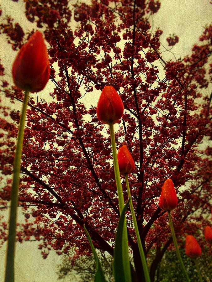 Red on Red Photograph by Michelle Calkins