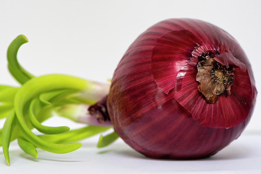 Red onion Photograph by Karen Smale