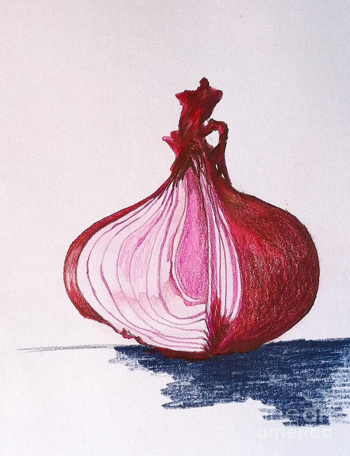Red Onion Drawing by Sheron Petrie