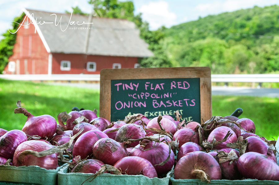 Red Onions Photograph