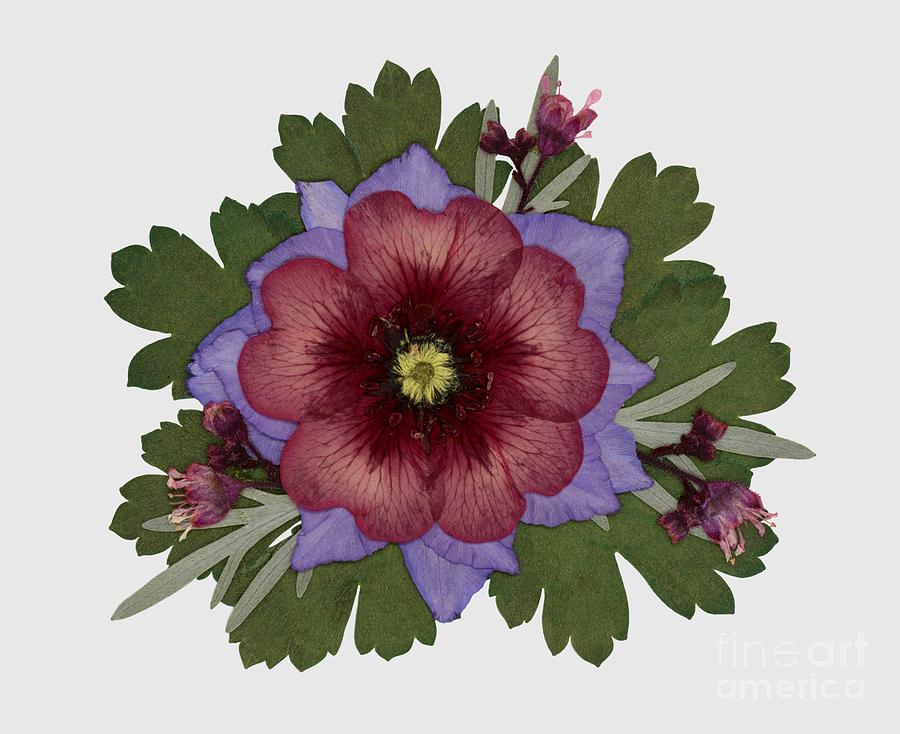 Red Open Faced Potentilla Pressed Flower Arrangement by Em Witherspoon Red Open Faced Potentilla Pressed Flower Arrangement by Em Witherspoon