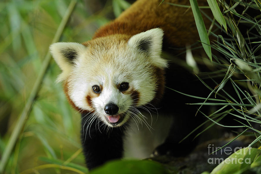 Red Or Lesser Panda Photograph by David & Micha Sheldon