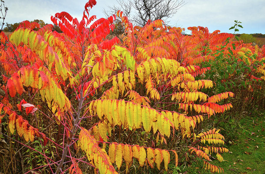 Red Orange and Gold Sumac at Severson Dells Photograph by Ray Mathis