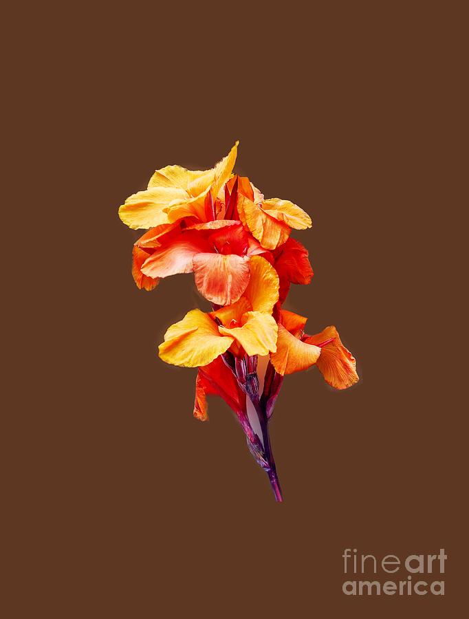 Red Orange Canna Blossom Cutout Photograph by Linda Phelps