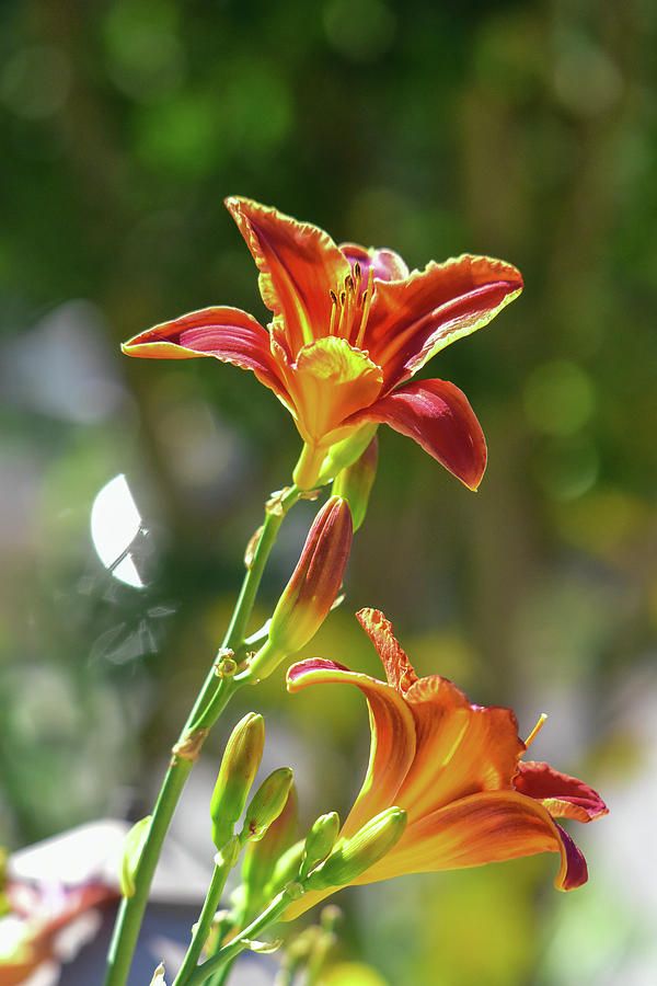 Red Orange Day Lilies I Photograph by Linda Brody
