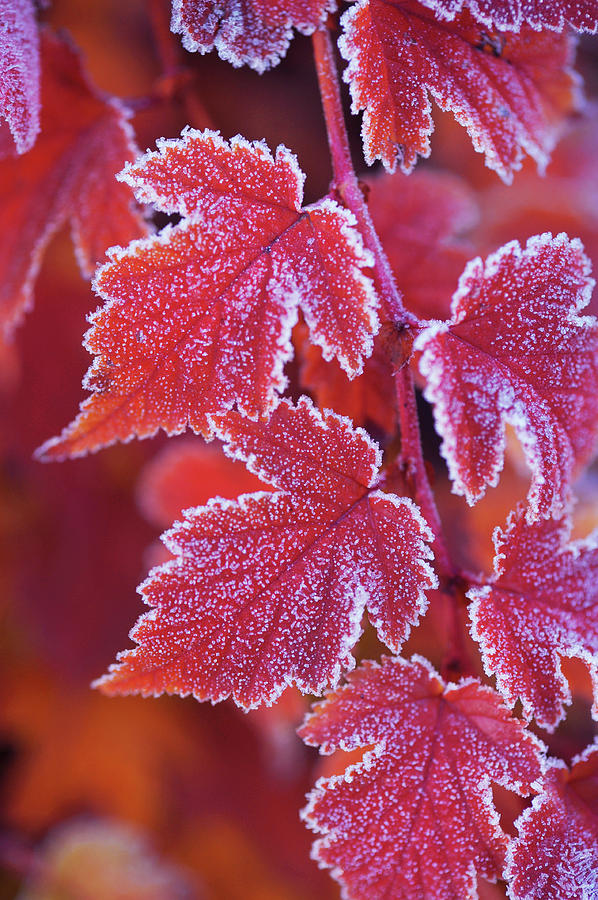 Red Orange Frosted Leaves of Physocarpus Photograph by Jenny Rainbow