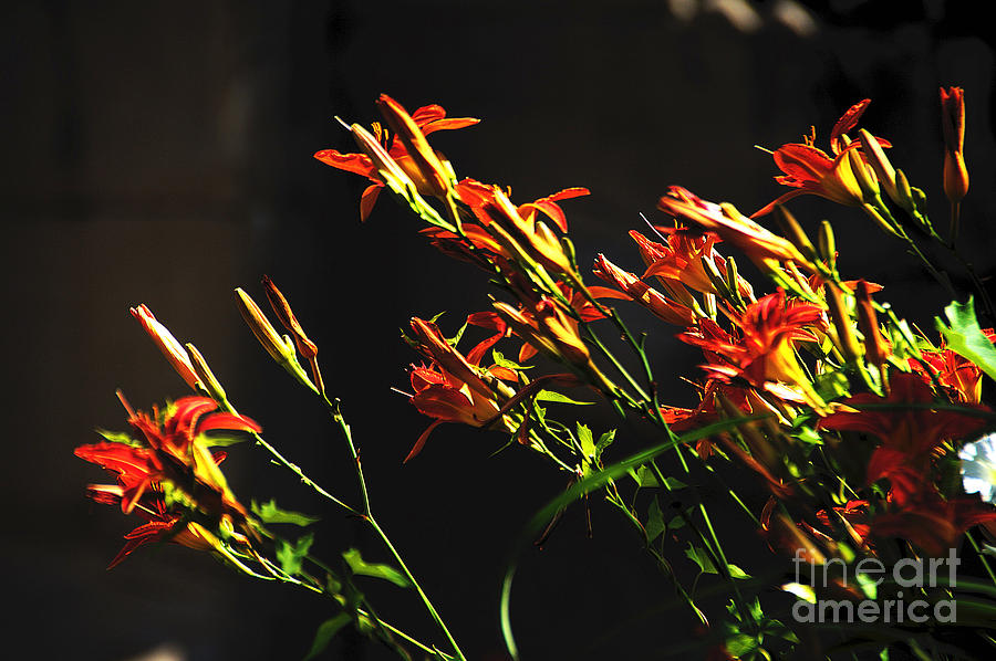 Red, Orange, Lilies Photograph by David Frederick