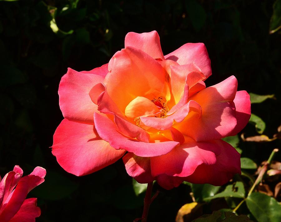Red Orange Rose Closeup 2 Photograph by Linda Brody