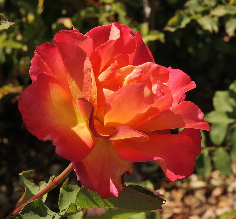 Red Orange Rose Photograph by Linda Brody
