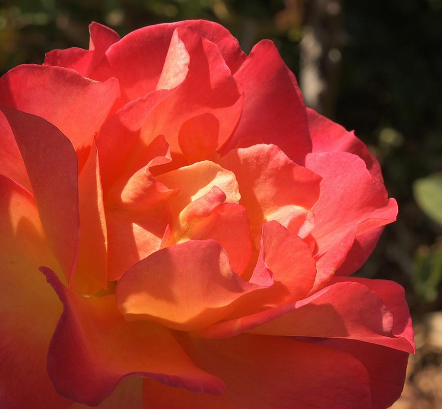 Red Orange Rose Macro Photograph by Linda Brody