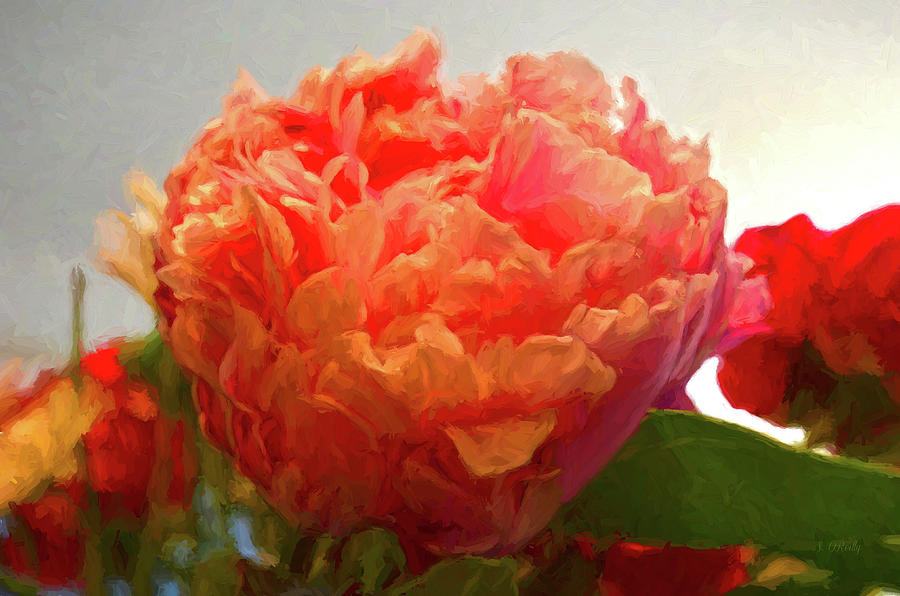 Coral Shaded Peony Painted Photograph by Sandi OReilly
