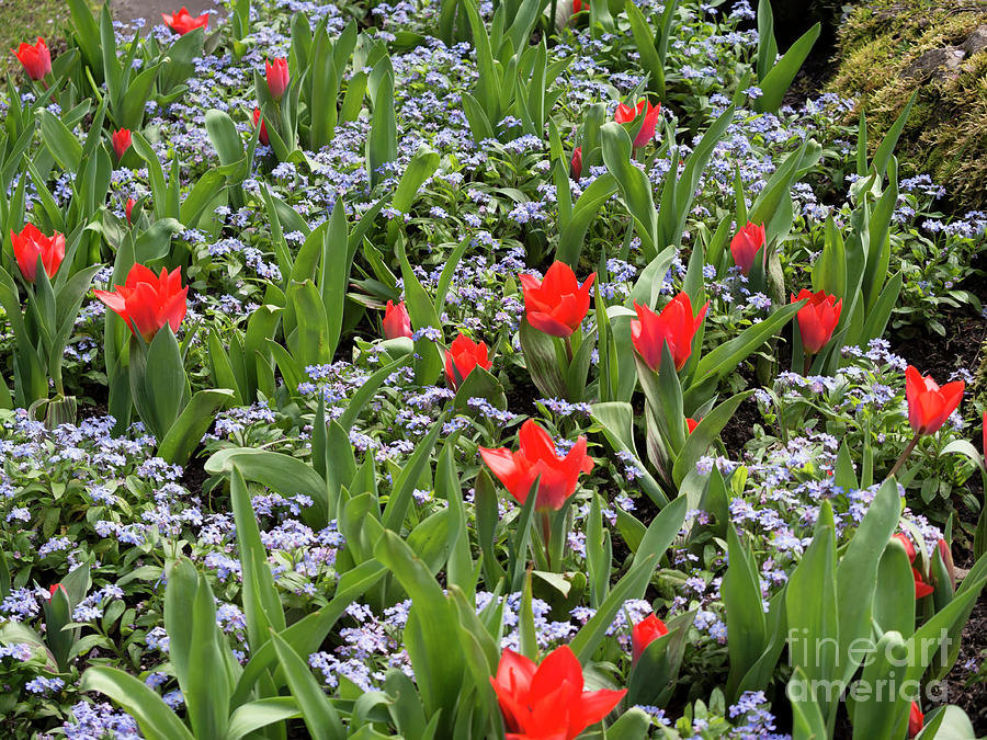 Red orange tulips and blue forget me nots in spring Photograph by Louise Heusinkveld
