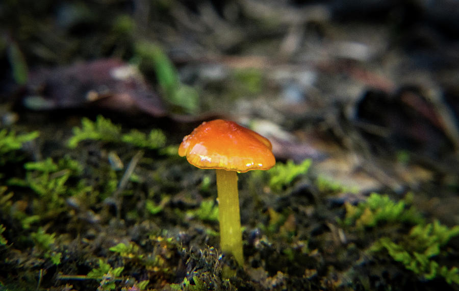Red Orange Waxy Capped Mushroom Photograph by Douglas Barnett
