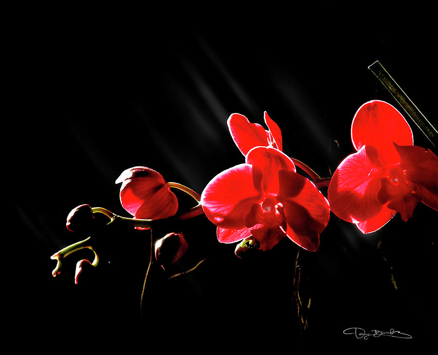Red Orchid Flowers Glowing With The Backlight Photograph by Dan Barba