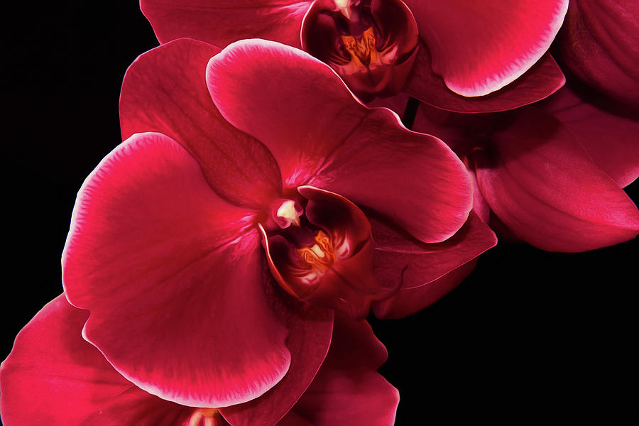 Flowers Still Life Photograph - Red Orchid On Black Wall Art  by Georgiana Romanovna