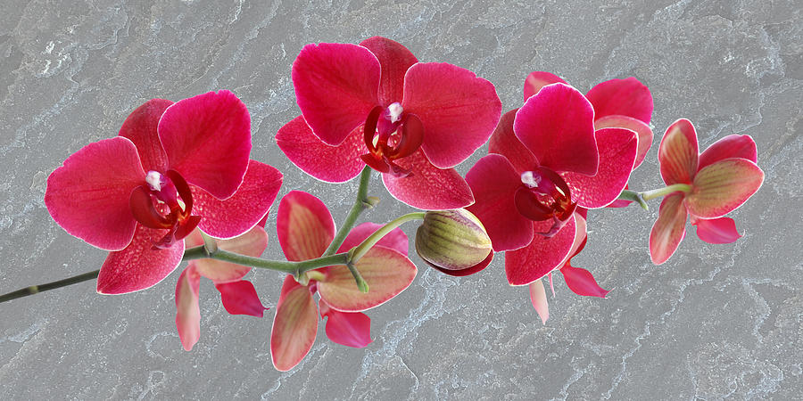 Red Orchid Panoramic Photograph by Gill Billington