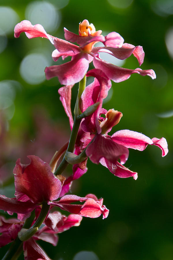 Flower Photograph - Red orchid by P Madia
