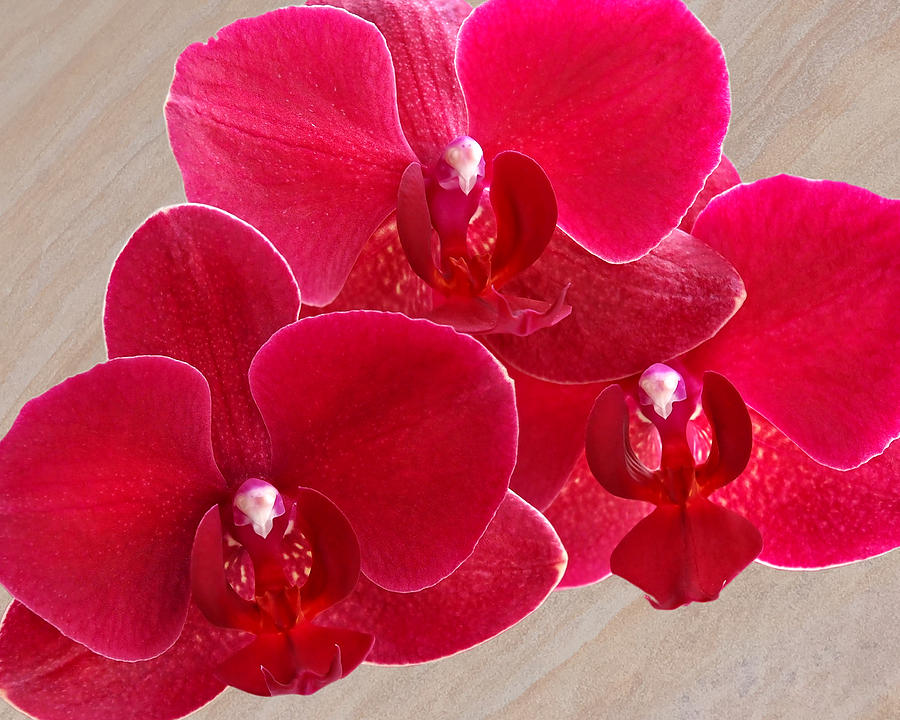Red Orchid Trio Photograph by Gill Billington
