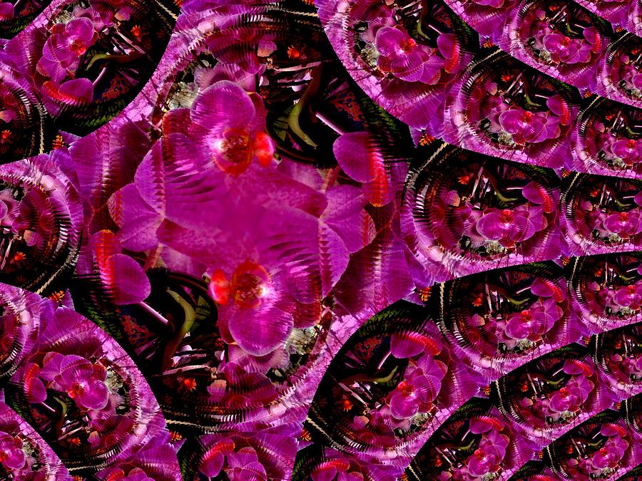 Red orchids Digital Art by Don Wright