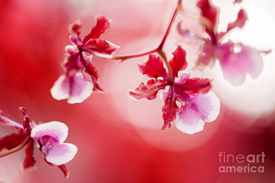 Flower Photograph - Red Orchids by Eyzen M Kim