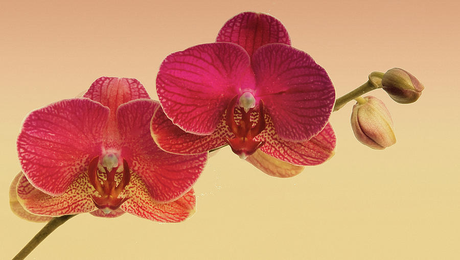 Red Orchids Photograph by Floyd Hopper
