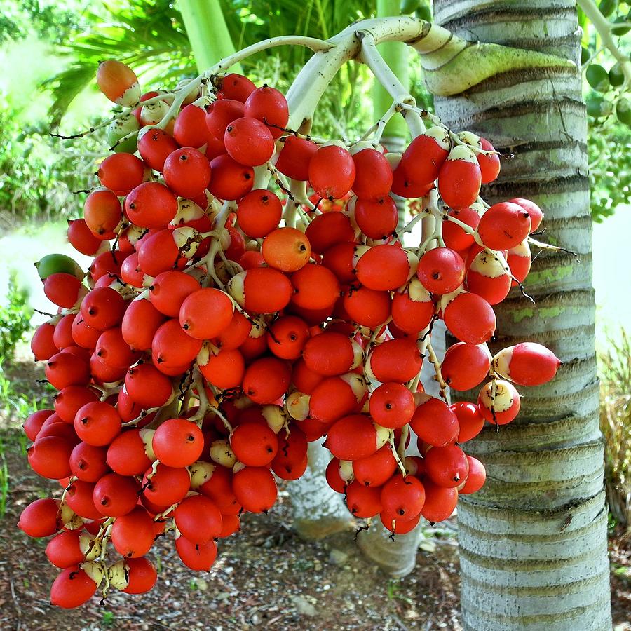  Red  Palm  Tree Fruit  Photograph by Kirsten Giving