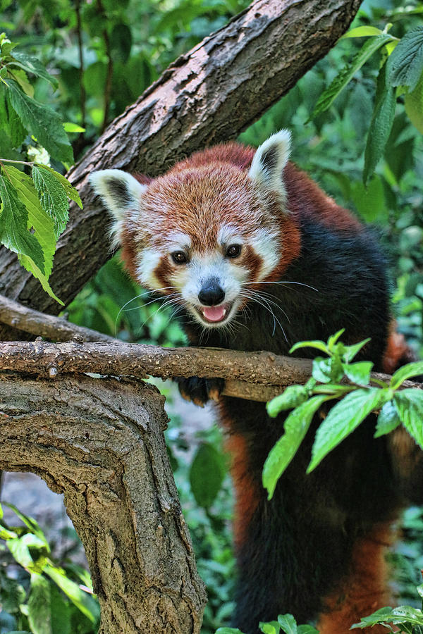 Red Panda # 2 Photograph by Allen Beatty