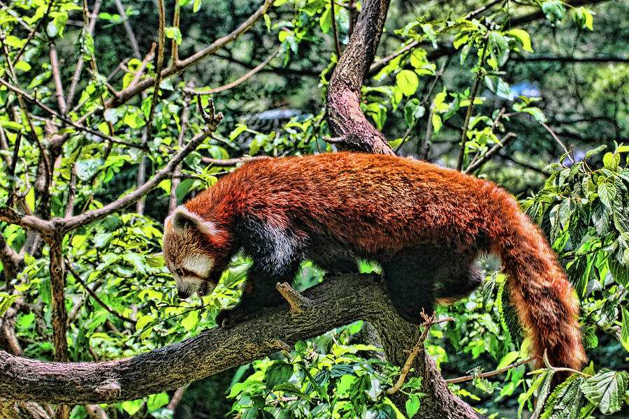 Red Panda Photograph by Allen Beatty