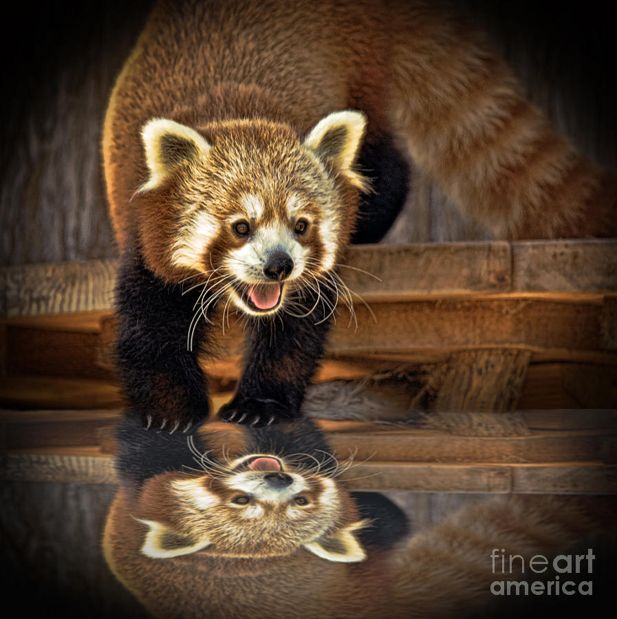 Animal Photograph - Red Panda altered version by Jim Fitzpatrick