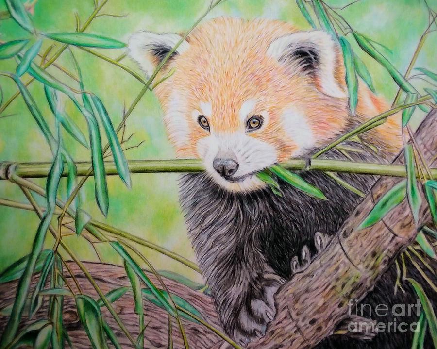 Red Panda Drawing by Anaya Hayes - Fine Art America