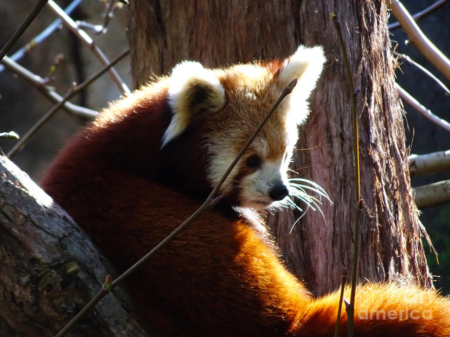 Red Panda Photograph by Angela DeFrias