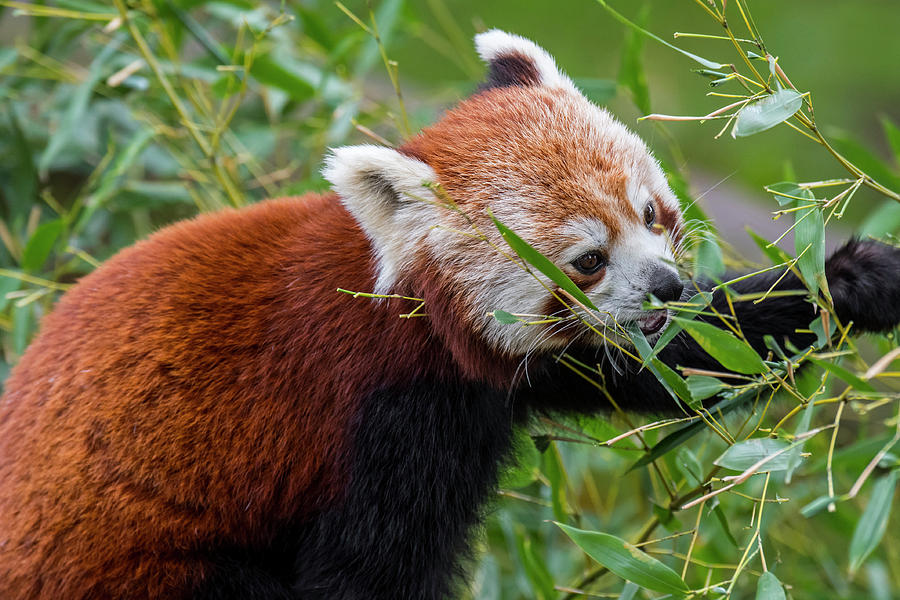 Red Panda Photograph by Arterra Picture Library