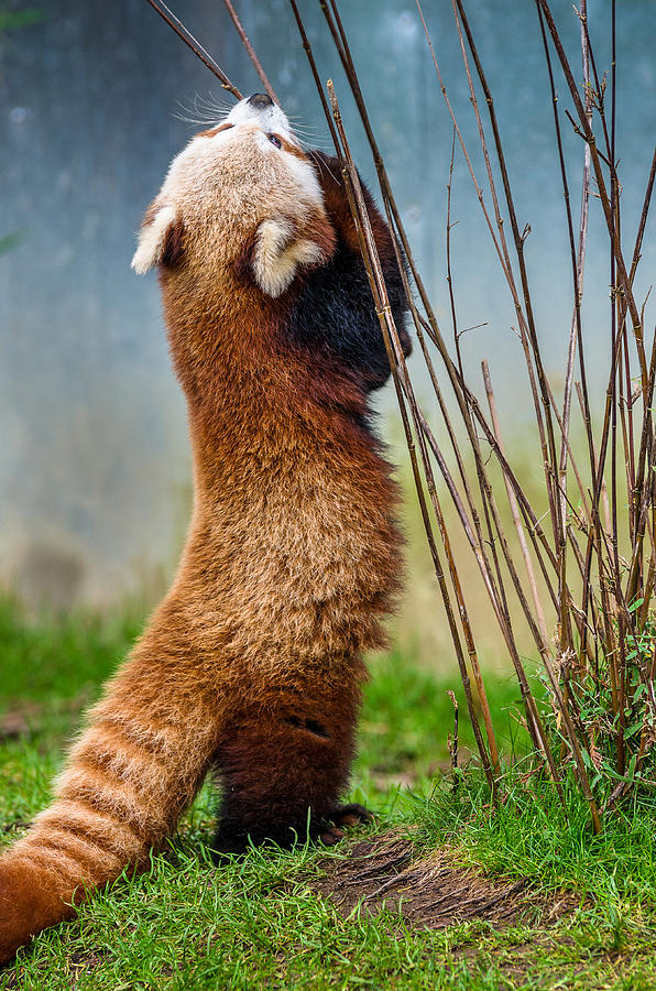 Red Panda as Biped Photograph by Greg Nyquist
