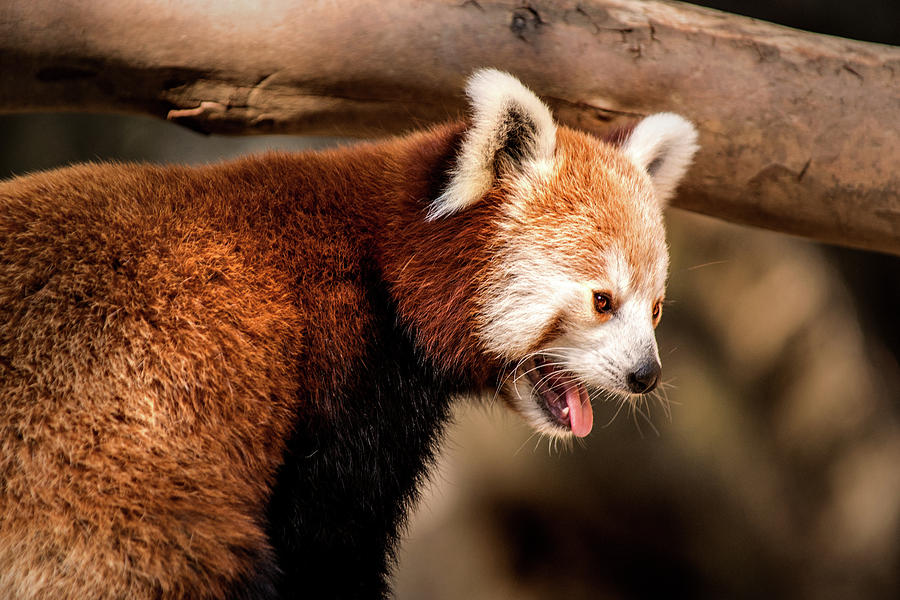 Red Panda at National Zoo Photograph by Don Johnson