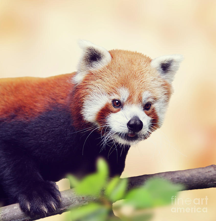 Red Panda Bear Photograph by Svetlana Foote - Fine Art America