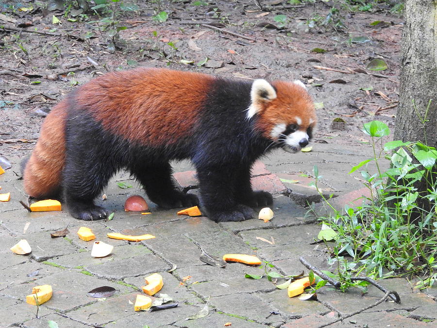 Red Panda Photograph by Betty-Anne McDonald