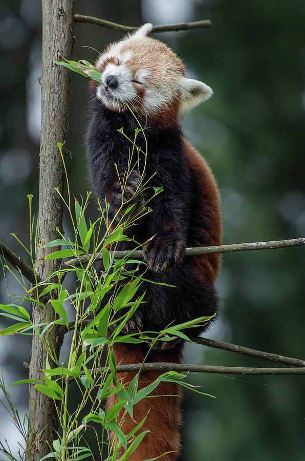 Red Panda Bliss Photograph by Greg Nyquist